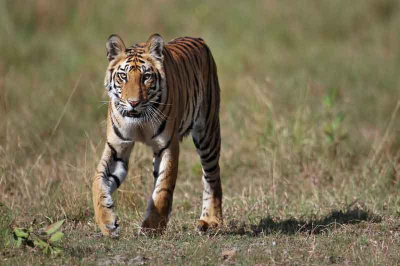 4 days golden triangle tour