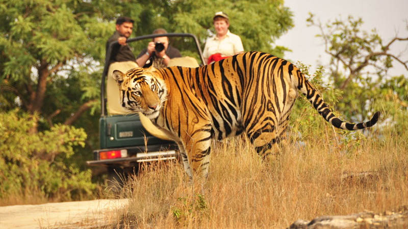 Ranthambore